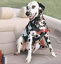 Pet Seat Belt (Harness)